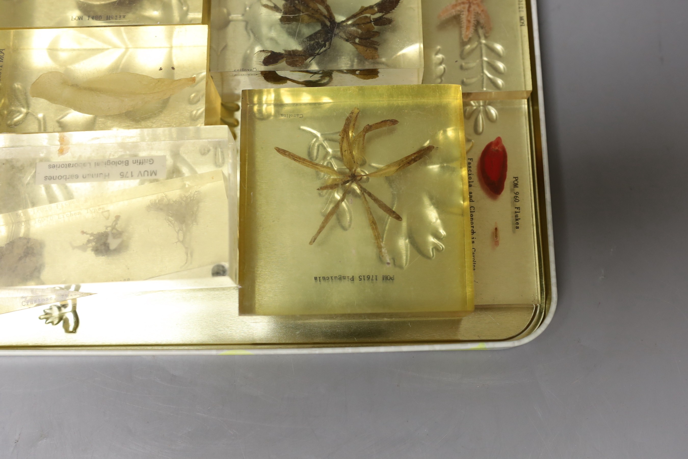 A quantity of perspex cased natural history specimens